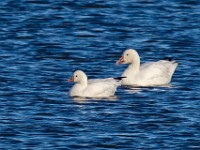 A2Z4487c  Ross's Goose (Chen rossii) & Snow Goose (Chen caerulescens)